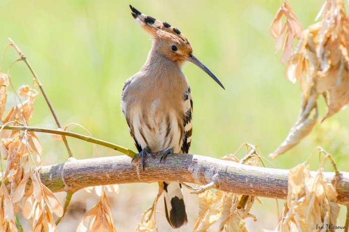 Памирский Удод