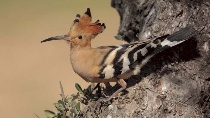 Удод Степной