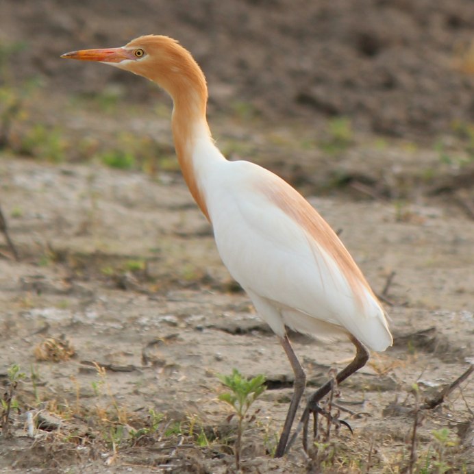 Cattle Egret