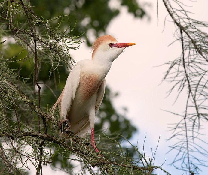 Cattle Egret