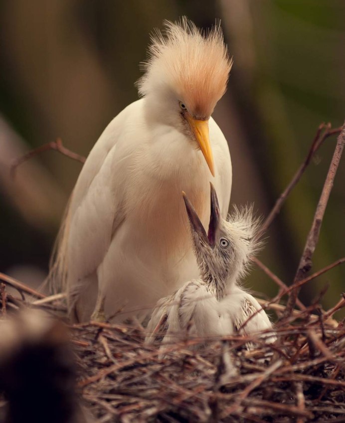 Bubulcus ibis