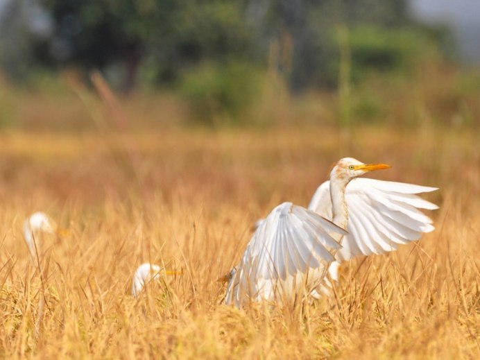 Египетская цапля Bubulcus ibis фото