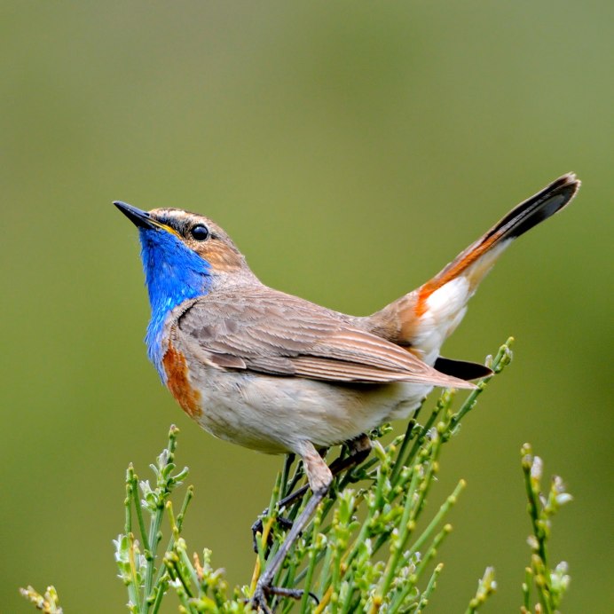 Варакушка (Luscinia svecica)