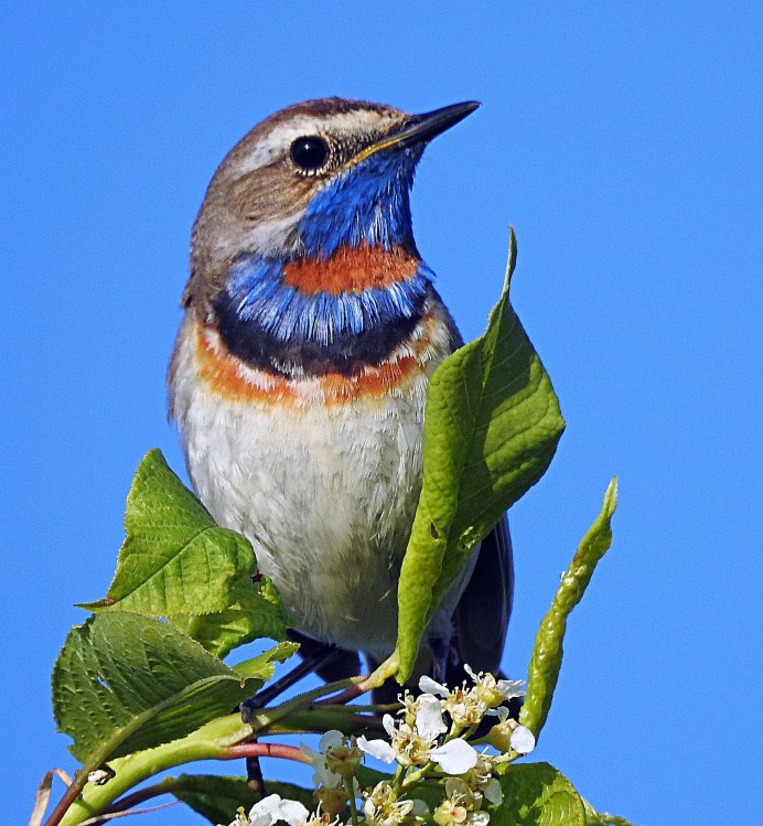 Sialia currucoides