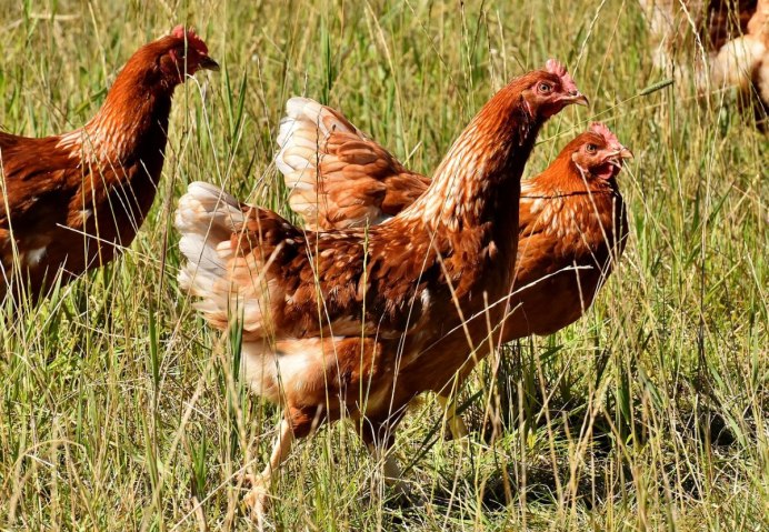 Брауны куры несушки
