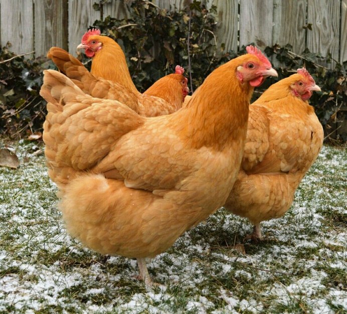 Хайсекс Браун