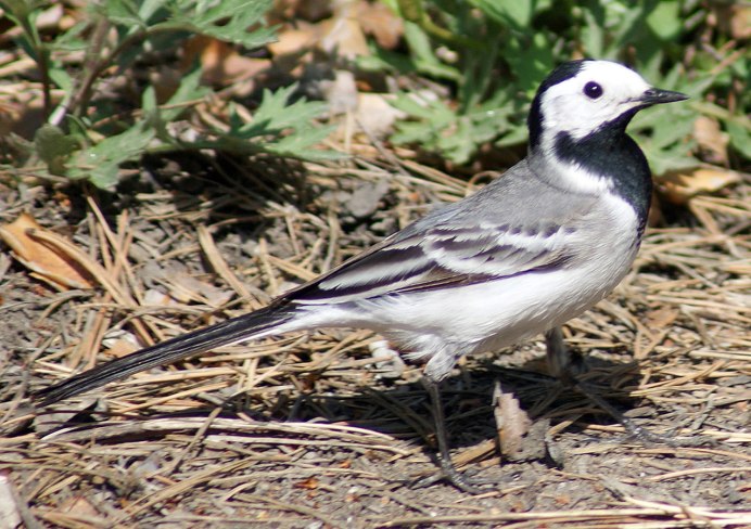 Белая трясогузка Motacilla Alba