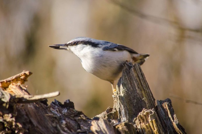 Our Woodland Birds