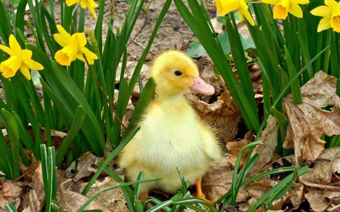 Duck Paddle