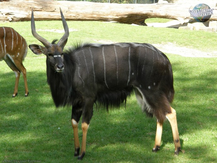  Tragelaphus angasii