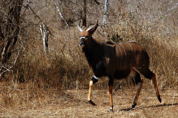  Tragelaphus angasii