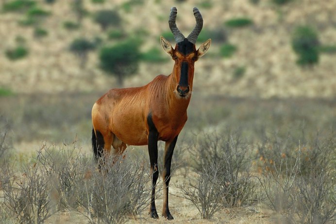 Alcelaphus CAAMA