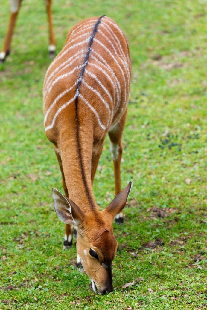  Tragelaphus angasii