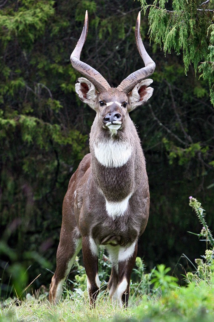 Антилопа Nyala