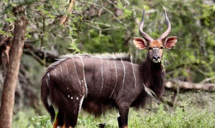  Tragelaphus angasii