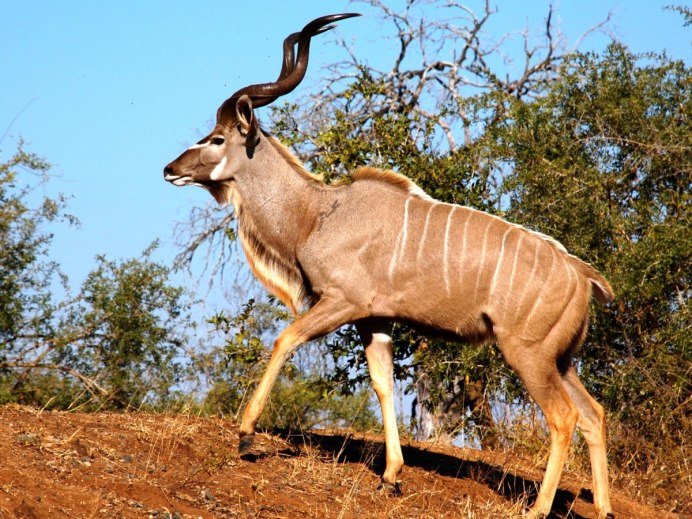  Tragelaphus angasii