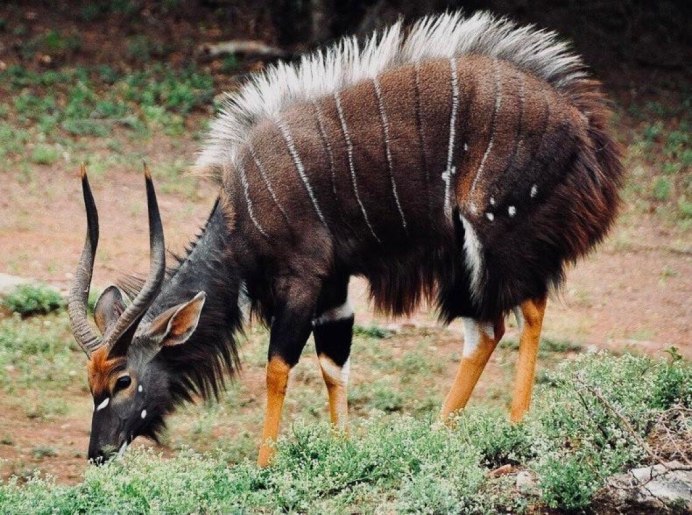 Антилопа Nyala