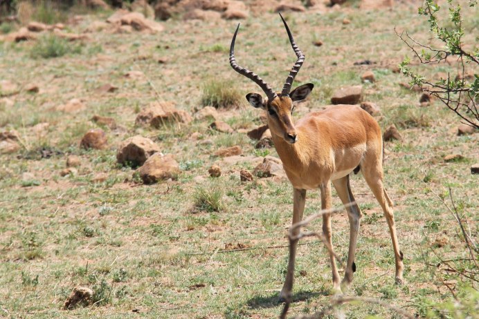 Nyala antilope