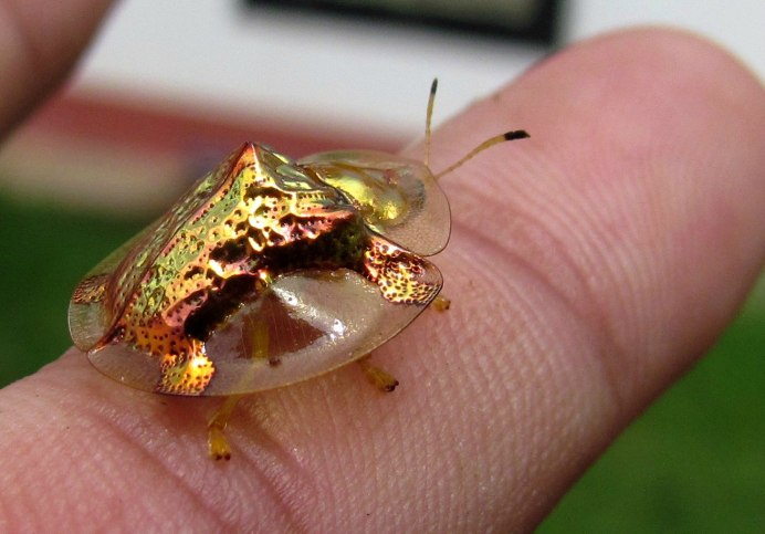 Sphaerocoris annulus) Picasso Bug