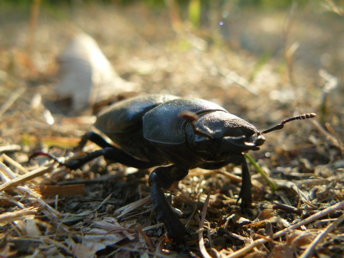 Золотой черепаховый Жук (Charidotella sexpunctata)