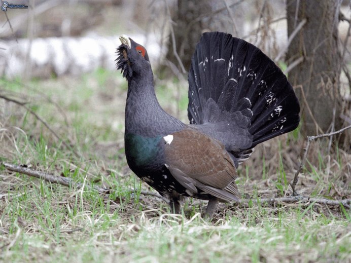 Нижнесвирский заповедник Глухарь