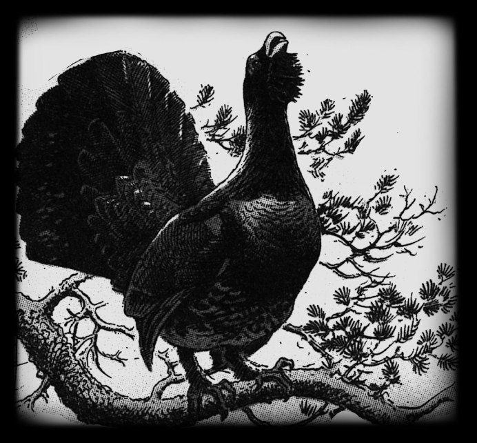 Глухарь для гравировки