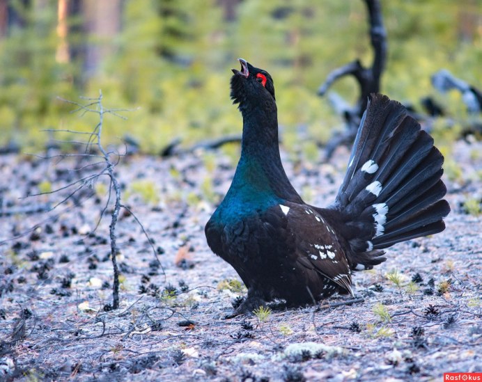 Глухарь обои