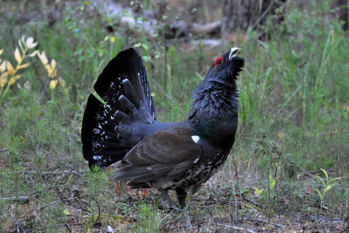 Боровая дичь тетерев