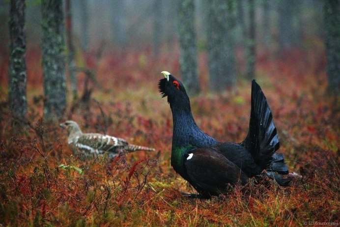 Байкальский заповедник Глухарь