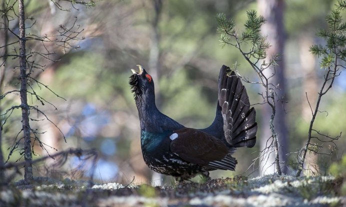 Ильменский заповедник Глухарь