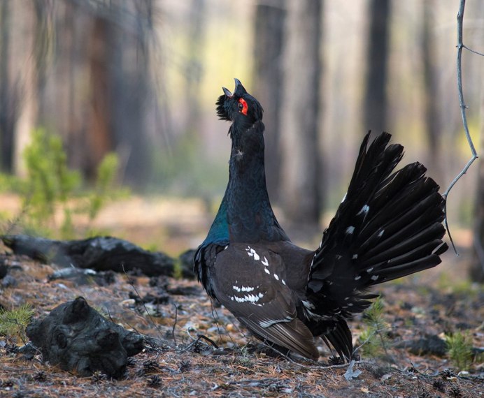 Фазан и тетерев