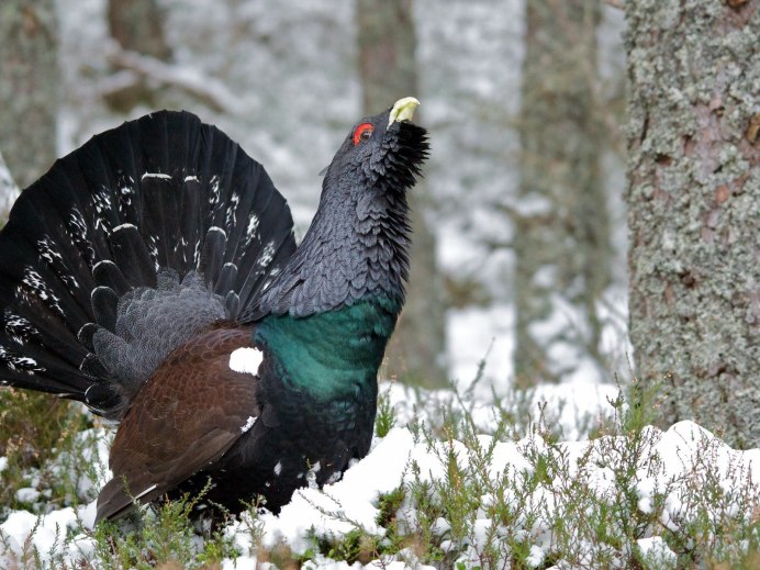 Как выглядит птица Глухарь