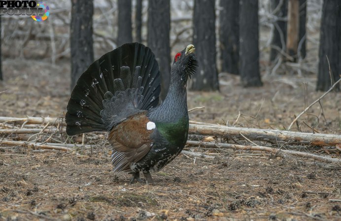 Глухарь (Tetrao urogallus)