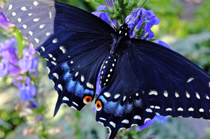 Черная бабочка Black Butterfly 2016
