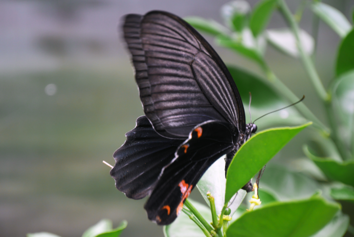 Papilio Polyxenes бабочка