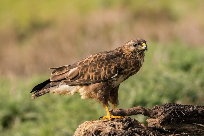 Buteo Buteo Сарыч
