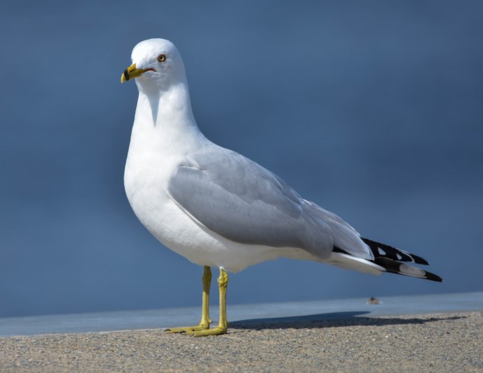 Чайка Seagull