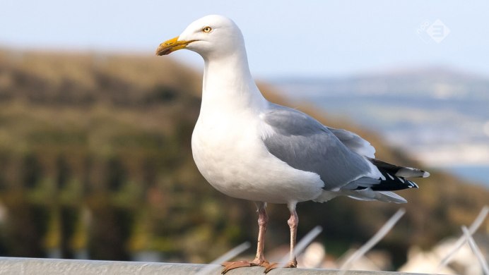 Чайка Seagull