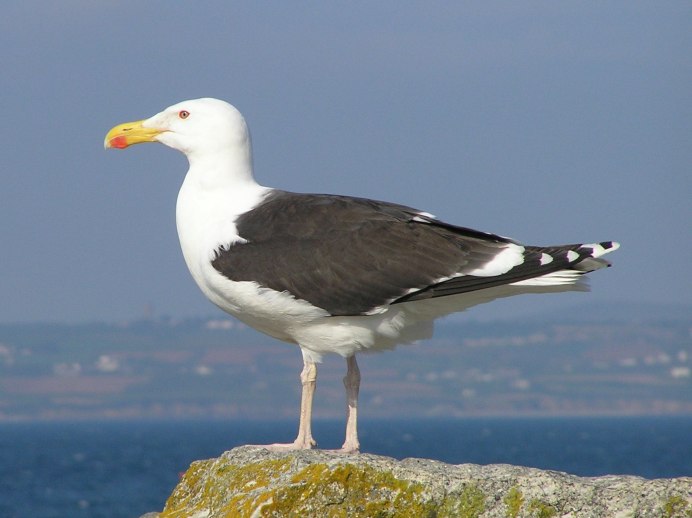 Чайка Seagull