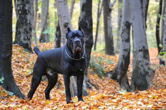 Голубой кане корсо