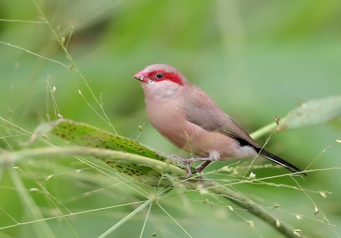 Жемчужная амадина