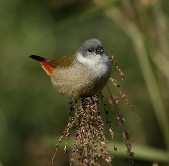Аравийский астрильд