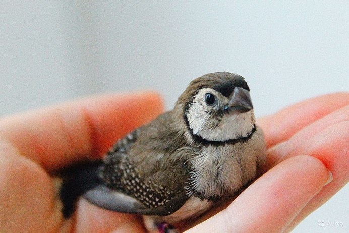 Кольчатый амадин