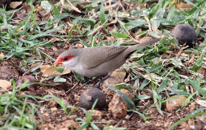 Волнистый астрильд