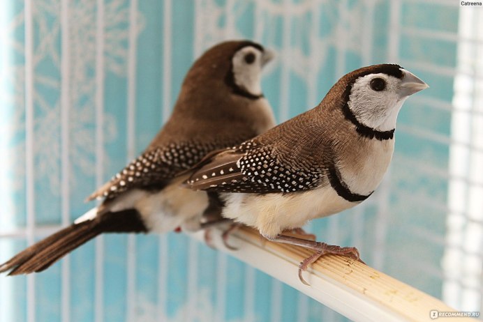 Taeniopygia bichenovii