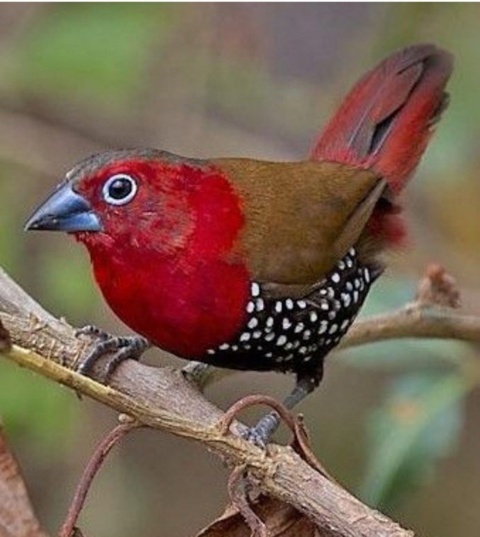 Lagonosticta rubricata