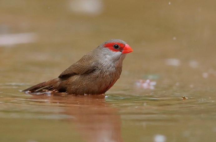 Краснохвостый астрильд