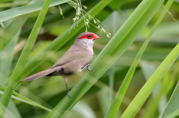 Волнистый астрильд