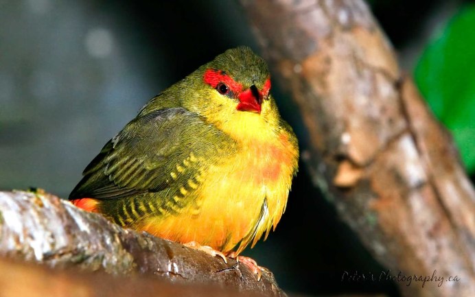 Волнистый астрильд