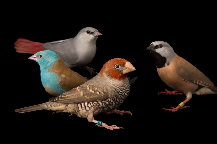 Амадин птица